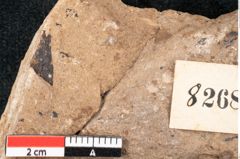 Foto (Detailansicht) von Pinus palaeostrobus Ettingshausen (NHMW-GEO-2024-0188-8268)